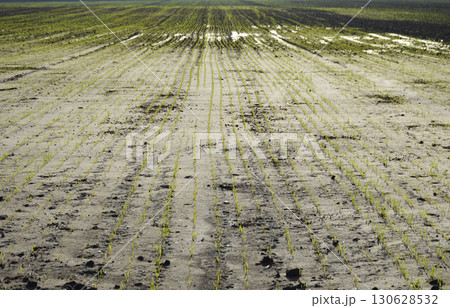 even rows of grain crops on an agricultural field 130628532