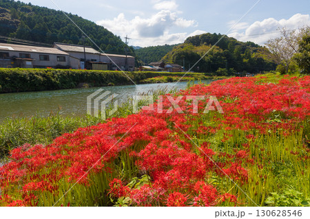 川沿いの彼岸花（大分県臼杵市） 130628546