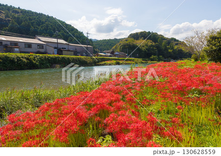 川沿いの彼岸花(大分県臼杵市) 川沿いの彼岸花(大分県臼杵市) 130628559