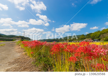 川沿いの彼岸花（大分県臼杵市） 130628566