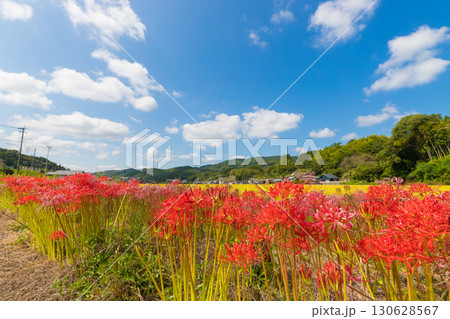川沿いの彼岸花（大分県臼杵市） 130628567
