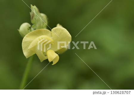 藪蔓小豆 130628707