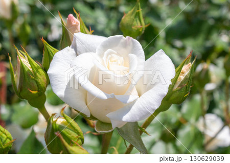 バラ（銀世界） 130629039