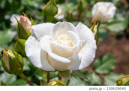 バラ（銀世界） 130629040