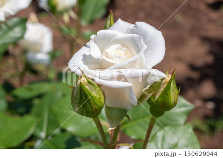 バラ（銀世界） 130629044