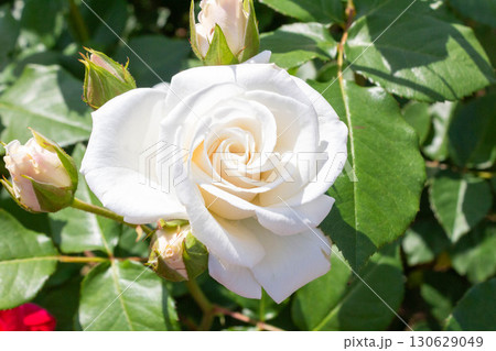 バラ(銀世界) バラ(銀世界) 130629049