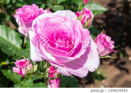 バラ（コティヨン） 130629305