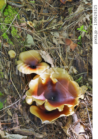 アシグロタケ アシグロタケ 130629325