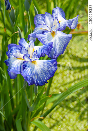 堀切菖蒲園に咲き誇る花菖蒲、色彩豊かな初夏の訪れと江戸の風情 130629388