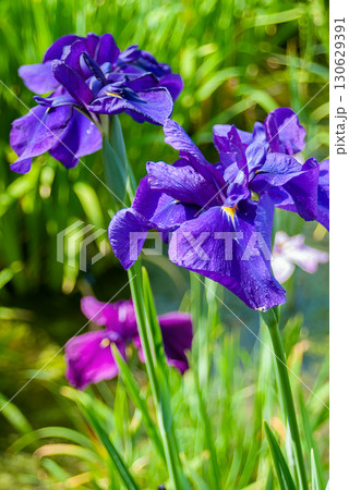 初夏の堀切菖蒲園、静観亭を背景に咲き誇る色鮮やかな花菖蒲と江戸の風情 130629391