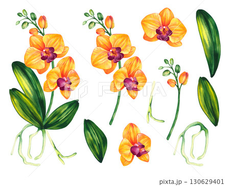 Watercolor botanical illustration of orchid with leaves 130629401
