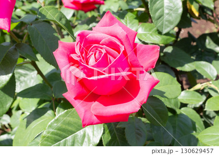 バラ(マリア・カラス) バラ(マリア・カラス) 130629457