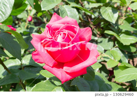 バラ(マリア・カラス) バラ(マリア・カラス) 130629460