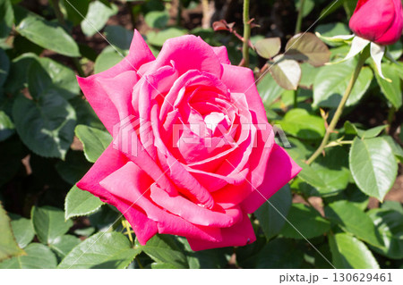 バラ（マリア・カラス） 130629461