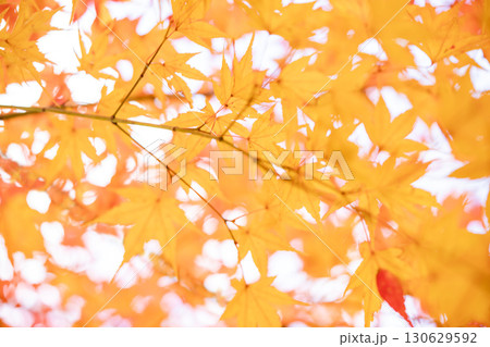 鮮やかな紅葉 130629592