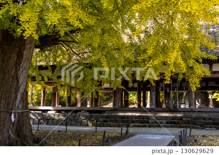 喜多方市にある新宮熊野神社「長床」の大イチョウ 喜多方市にある新宮熊野神社「長床」の大イチョウ 130629629