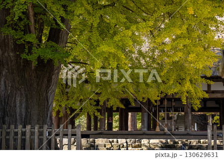 喜多方市にある新宮熊野神社「長床」の大イチョウ 喜多方市にある新宮熊野神社「長床」の大イチョウ 130629631