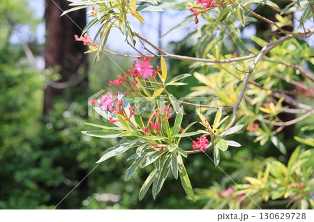 爽やか キョウチクトウの花 爽やか キョウチクトウの花 130629728