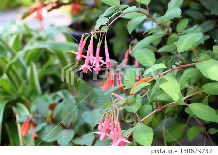 可愛い　フクシアの花 130629737