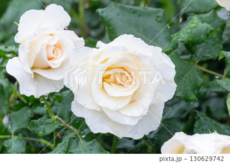 バラ(フレンチレース) バラ(フレンチレース) 130629742