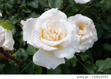 バラ(フレンチレース) バラ(フレンチレース) 130629747