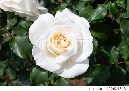 バラ(フレンチレース) バラ(フレンチレース) 130629748