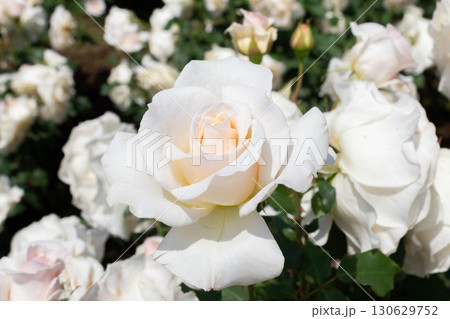 バラ（フレンチレース） 130629752