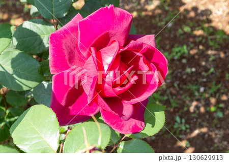 バラ（オクラホマ） 130629913