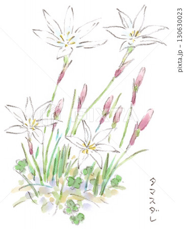秋の植物、白さの美しいヒガンバナの仲間、タマスダレの水彩画イラスト 130630023