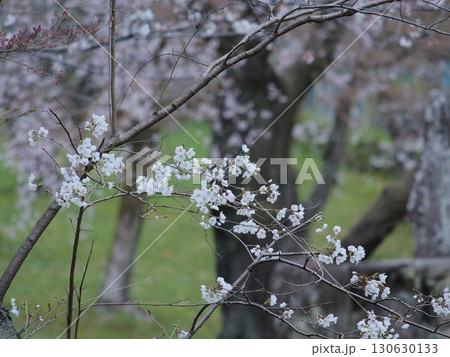 日本の桜 サクラ 撮影地:関西 2025 日本の桜 サクラ 撮影地:関西 2025 130630133
