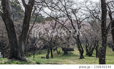 日本の桜 サクラ 撮影地:関西 2025 日本の桜 サクラ 撮影地:関西 2025 130630144