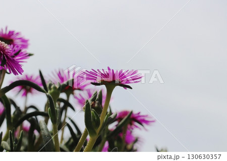 松葉菊 マツバギク 花 赤い花 花のアップ 松葉菊 マツバギク 花 赤い花 花のアップ 130630357