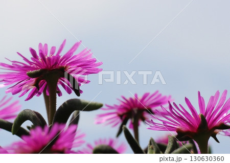 松葉菊 マツバギク 花 赤い花 花のアップ 松葉菊 マツバギク 花 赤い花 花のアップ 130630360