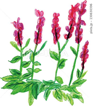 アロマエッセンシャルオイル　ハーブ系　クラリセージ 130630396