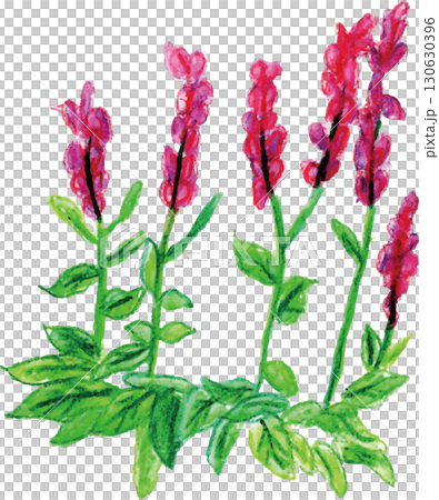 アロマエッセンシャルオイル　ハーブ系　クラリセージ 130630396