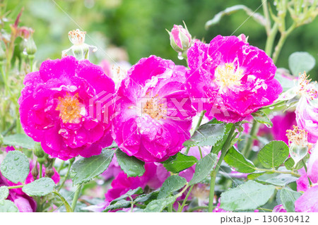 バラ(インターナショナルヘラルドトリビューン) バラ(インターナショナルヘラルドトリビューン) 130630412