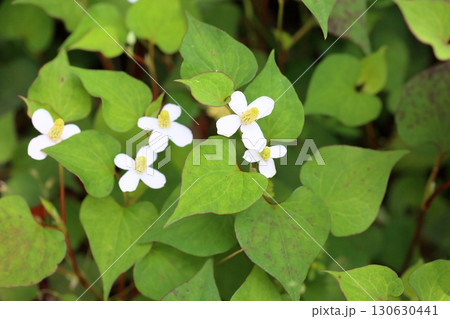 爽やか ドクダミの花 爽やか ドクダミの花 130630441