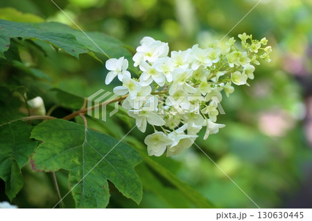 カシワバアジサイの花 130630445