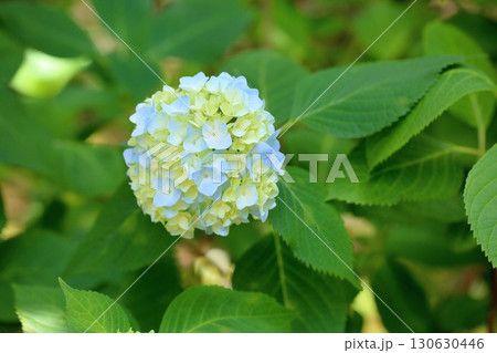 爽やか　ヒメアジサイの花 130630446