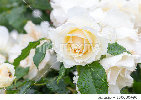 バラ(エーデルワイス) バラ(エーデルワイス) 130630490