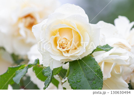 バラ(エーデルワイス) バラ(エーデルワイス) 130630494