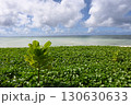 北マリアナSAIPAN　シュガードックビーチ 130630633