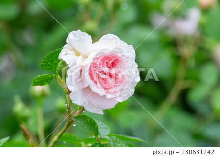 バラ（マイ グラニー） 130631242