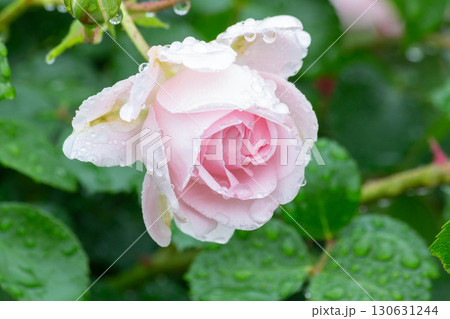 バラ(マイ グラニー) バラ(マイ グラニー) 130631244