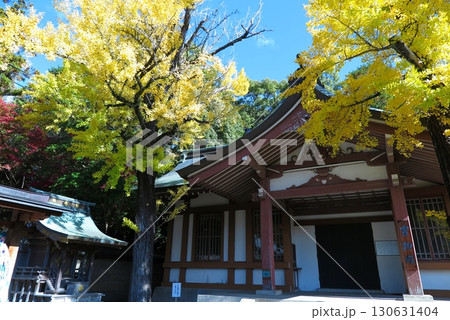 清和源氏ゆかりの多田神社(兵庫県川西市):銀杏の大樹 清和源氏ゆかりの多田神社(兵庫県川西市):銀杏の大樹 130631404