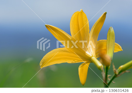 ニッコウキスゲ 130631426