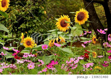 夏の花のある風景 夏の花のある風景 130631460