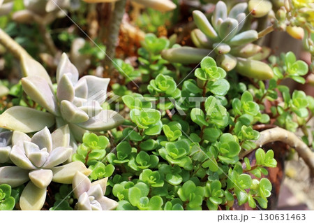 エケベリア セダム 多肉植物 エケベリア セダム 多肉植物 130631463
