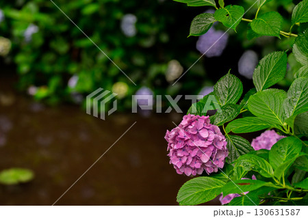 京都府木津川市加茂町の岩船寺の紫陽花を撮影 京都府木津川市加茂町の岩船寺の紫陽花を撮影 130631587