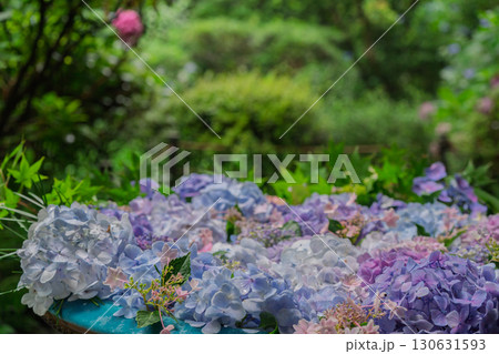 京都府木津川市加茂町の岩船寺の紫陽花を撮影 京都府木津川市加茂町の岩船寺の紫陽花を撮影 130631593